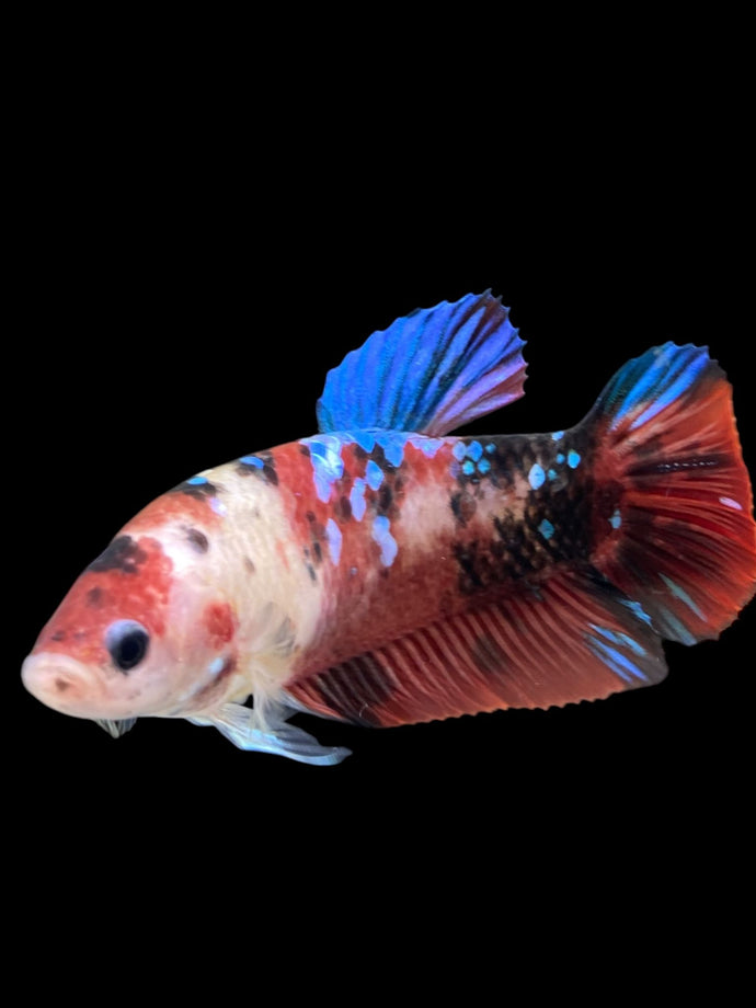 GIANT Female Halfmoon Plakat - Galaxy #2732 Live Betta Fish