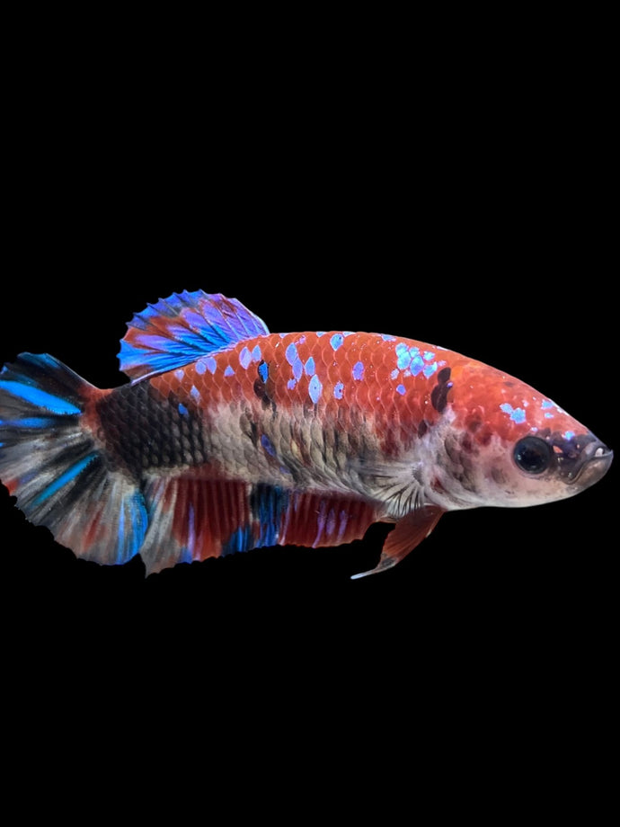 GIANT Female Halfmoon Plakat - Galaxy #275 Live Betta Fish