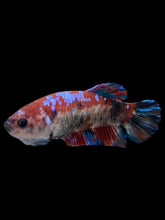 Load image into Gallery viewer, GIANT Female Halfmoon Plakat - Galaxy #275 Live Betta Fish
