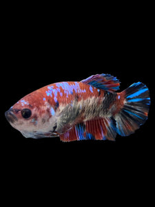 GIANT Female Halfmoon Plakat - Galaxy #275 Live Betta Fish