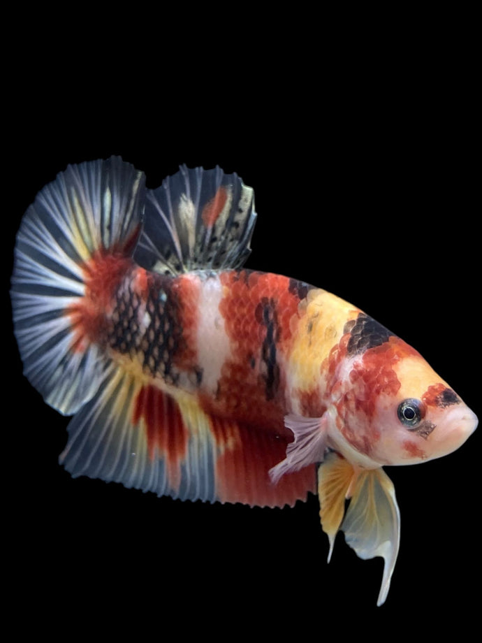 GIANT Male Halfmoon Plakat - Nemo #276 - Live Betta Fish