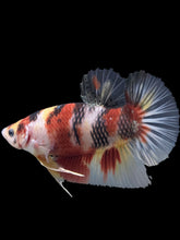 Load image into Gallery viewer, GIANT Male Halfmoon Plakat - Nemo #276 - Live Betta Fish
