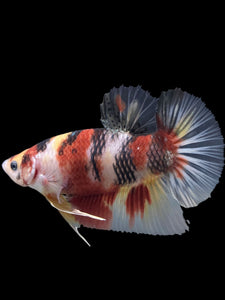 GIANT Male Halfmoon Plakat - Nemo #276 - Live Betta Fish