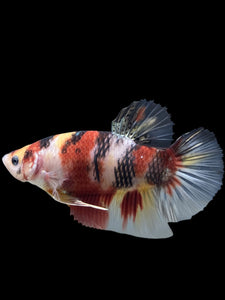 GIANT Male Halfmoon Plakat - Nemo #276 - Live Betta Fish