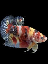 Load image into Gallery viewer, GIANT Male Halfmoon Plakat - Nemo #276 - Live Betta Fish
