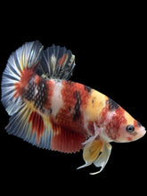 Load image into Gallery viewer, GIANT Male Halfmoon Plakat - Nemo #276 - Live Betta Fish
