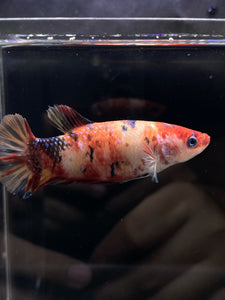 GIANT Female Halfmoon Plakat - Galaxy #279 - Live Betta Fish