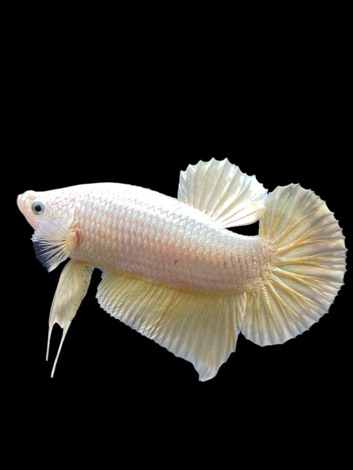 Male Halfmoon Plakat - Gold Dragon #279 - Live Betta Fish