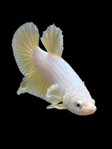 Male Halfmoon Plakat - Gold Dragon #279 - Live Betta Fish