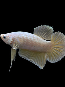 Male Halfmoon Plakat - Gold Dragon #279 - Live Betta Fish