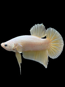 Male Halfmoon Plakat - Gold Dragon #279 - Live Betta Fish