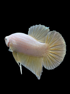 Male Halfmoon Plakat - Gold Dragon #279 - Live Betta Fish