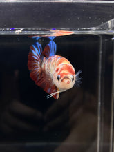 Load image into Gallery viewer, GIANT Male Halfmoon Plakat - Galaxy #2827 - Live Betta Fish
