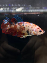 Load image into Gallery viewer, GIANT Male Halfmoon Plakat - Galaxy #2827 - Live Betta Fish
