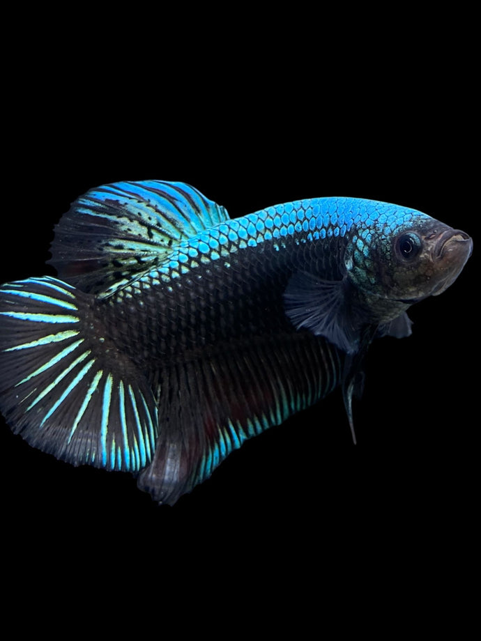 GIANT Male Halfmoon Plakat - Blue Black #283 - Live Betta Fish