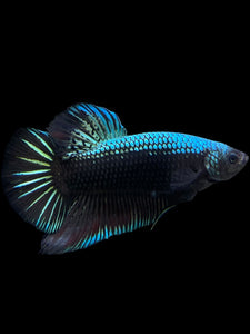 GIANT Male Halfmoon Plakat - Blue Black #283 - Live Betta Fish