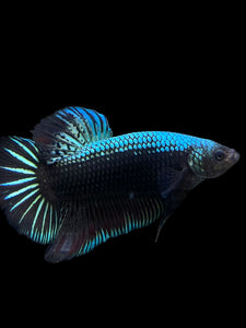 GIANT Male Halfmoon Plakat - Blue Black #283 - Live Betta Fish