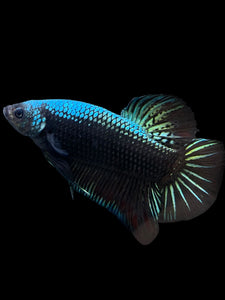 GIANT Male Halfmoon Plakat - Blue Black #283 - Live Betta Fish