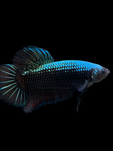 GIANT Male Halfmoon Plakat - Blue Black #283 - Live Betta Fish