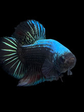 Load image into Gallery viewer, GIANT Male Halfmoon Plakat - Blue Black #283 - Live Betta Fish
