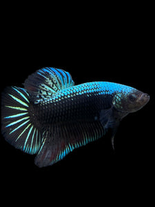 GIANT Male Halfmoon Plakat - Blue Black #283 - Live Betta Fish