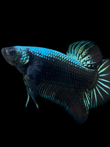 GIANT Male Halfmoon Plakat - Blue Black #283 - Live Betta Fish