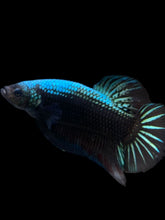 Load image into Gallery viewer, GIANT Male Halfmoon Plakat - Blue Black #283 - Live Betta Fish
