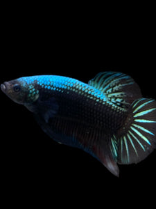 GIANT Male Halfmoon Plakat - Blue Black #283 - Live Betta Fish