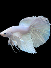 Load image into Gallery viewer, Male Halfmoon - White Platinum Dumbo #286 - Live Betta Fish
