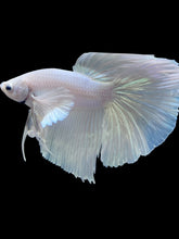 Load image into Gallery viewer, Male Halfmoon - White Platinum Dumbo #286 - Live Betta Fish
