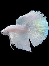 Load image into Gallery viewer, Male Halfmoon - White Platinum Dumbo #286 - Live Betta Fish
