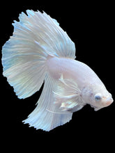 Load image into Gallery viewer, Male Halfmoon - White Platinum Dumbo #286 - Live Betta Fish
