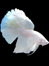 Load image into Gallery viewer, Male Halfmoon - White Platinum Dumbo #286 - Live Betta Fish
