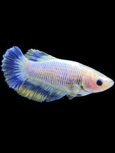 Load image into Gallery viewer, TOP GRADE Female Halfmoon - Two Tone #287 - Live Betta Fish
