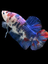 Load image into Gallery viewer, GIANT Male Halfmoon Plakat - Candy #290 - Live Betta Fish
