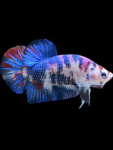 Load image into Gallery viewer, GIANT Male Halfmoon Plakat - Candy #290 - Live Betta Fish
