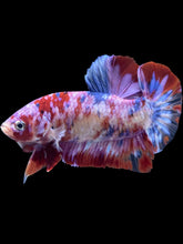 Load image into Gallery viewer, GIANT Male Halfmoon Plakat - Purple Galaxy #291 - Live Betta Fish
