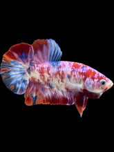Load image into Gallery viewer, GIANT Male Halfmoon Plakat - Purple Galaxy #291 - Live Betta Fish
