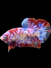Load image into Gallery viewer, GIANT Male Halfmoon Plakat - Purple Galaxy #291 - Live Betta Fish
