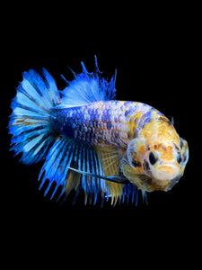 Male Crowntail Plakat - Candy #292 - Live Betta Fish