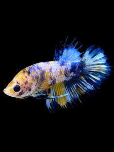 Male Crowntail Plakat - Candy #292 - Live Betta Fish