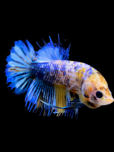 Male Crowntail Plakat - Candy #292 - Live Betta Fish