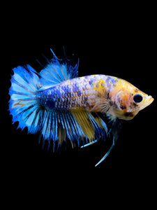 Male Crowntail Plakat - Candy #292 - Live Betta Fish