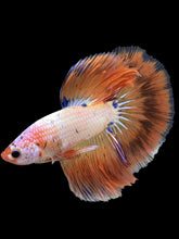 Load image into Gallery viewer, Male Halfmoon - Fancy Dragon #293 - Live Betta Fish

