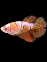 Load image into Gallery viewer, TOP GRADE Female Halfmoon - Galaxy #294 - Live Betta Fish
