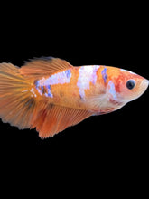 Load image into Gallery viewer, TOP GRADE Female Halfmoon - Galaxy #294 - Live Betta Fish
