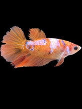 Load image into Gallery viewer, TOP GRADE Female Halfmoon - Galaxy #294 - Live Betta Fish
