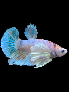 Male Halfmoon Plakat - Candy Dumbo #296 - Live Betta Fish