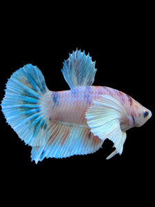 Male Halfmoon Plakat - Candy Dumbo #296 - Live Betta Fish