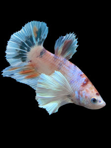 Male Halfmoon Plakat - Candy Dumbo #296 - Live Betta Fish